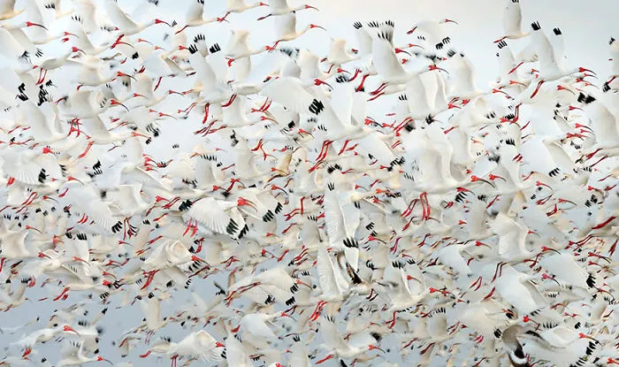 White Ibis