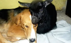Jewel Was Left To Die In The Cold But These People In Bulgaria Could Not Let It Happen