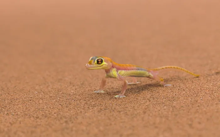Little Colorful Lizard