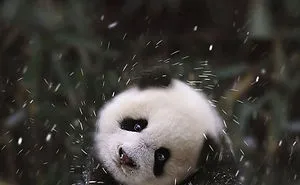 76 Animals Playing In Snow For The First Time