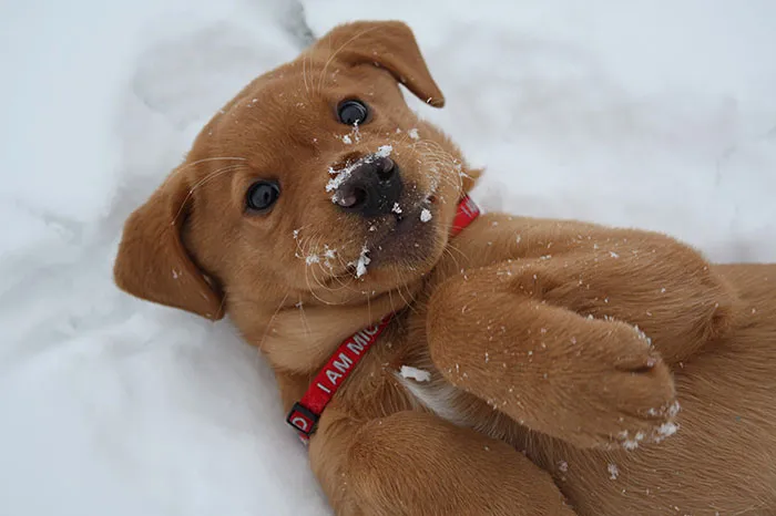 First Time In The Snow