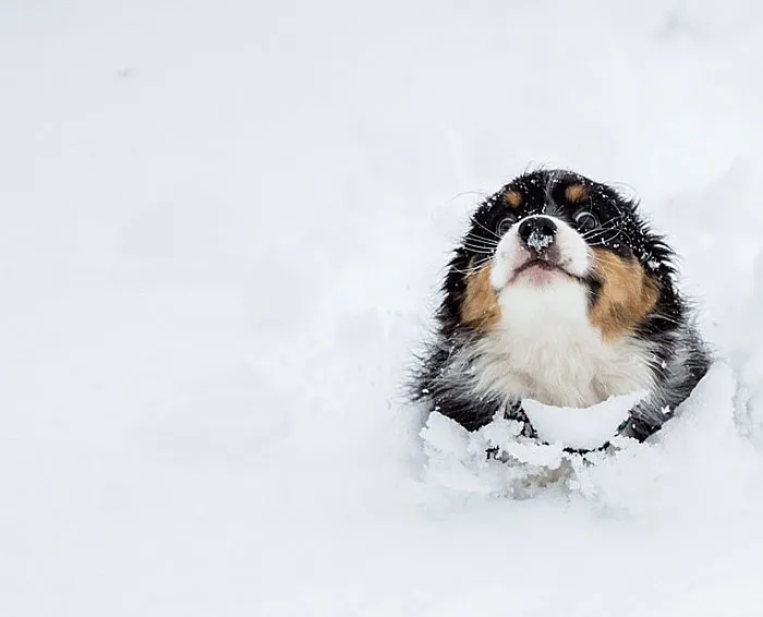 Puppy Running Through The Snow