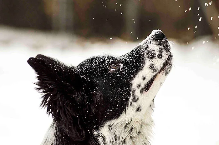 Tilly's First Snow