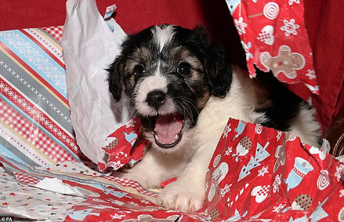 Cachorro preparado para su 1ª navidad