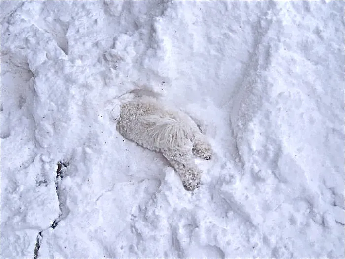 Flossie Plays In Snow For The First Time