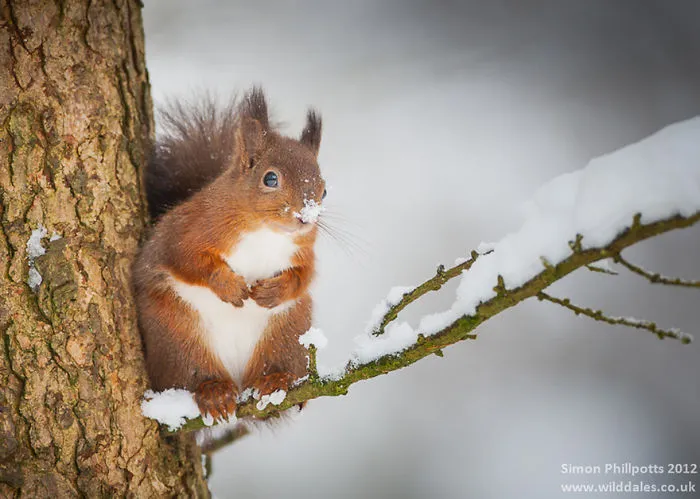 Squirrel