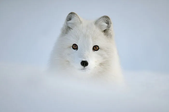 Polar Fox