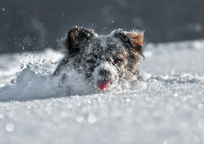 Dog
