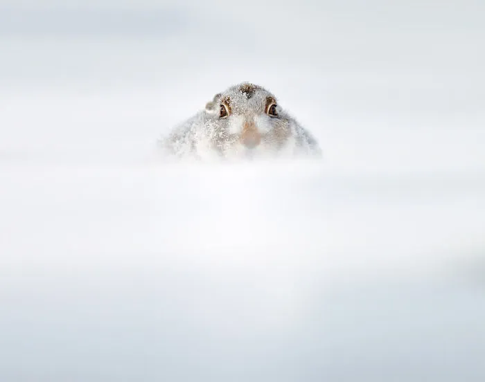 Hare