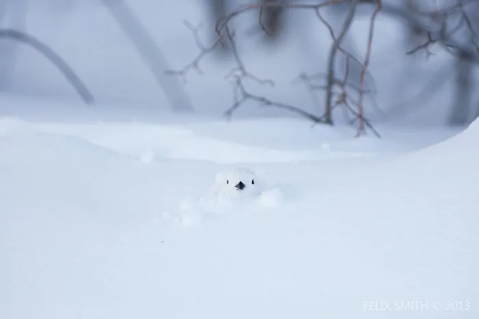 Willow Ptarmigan