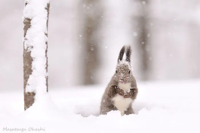 Hokkaido Squirrel