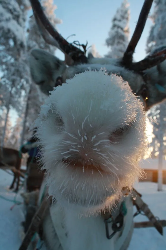 Reindeer