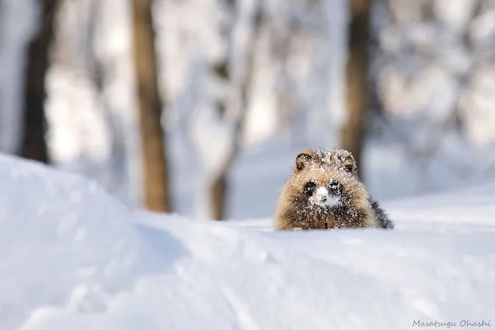Japanese Raccoon Dog