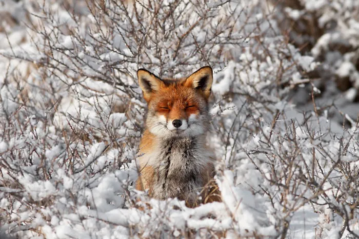 Red Fox