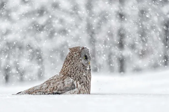 Owl