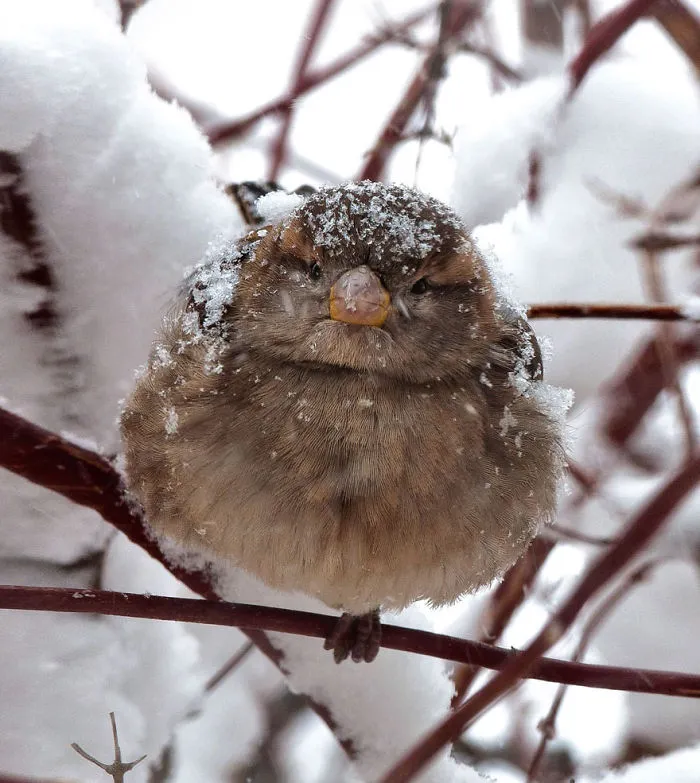 Sparrow