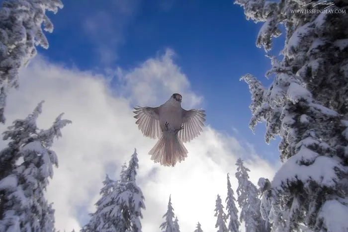 Gray Jay