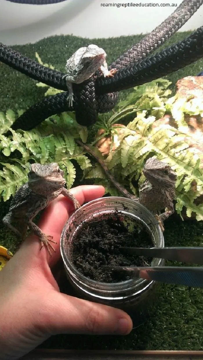 Bearded Dragons Know What Lives In The Jar - Food!