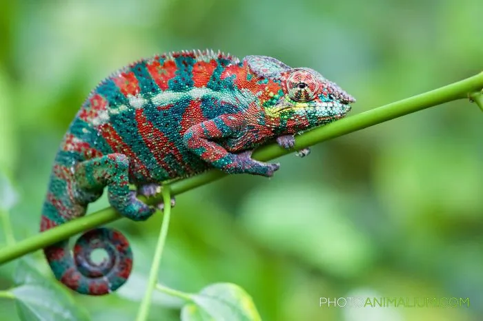 Carpet Chameleon