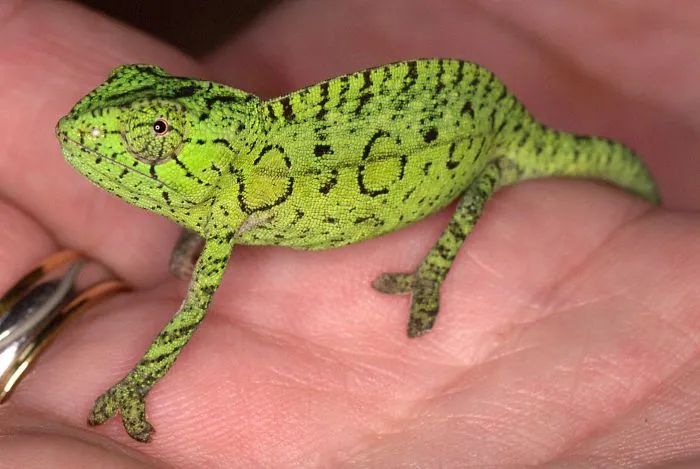 Carpet Chameleon