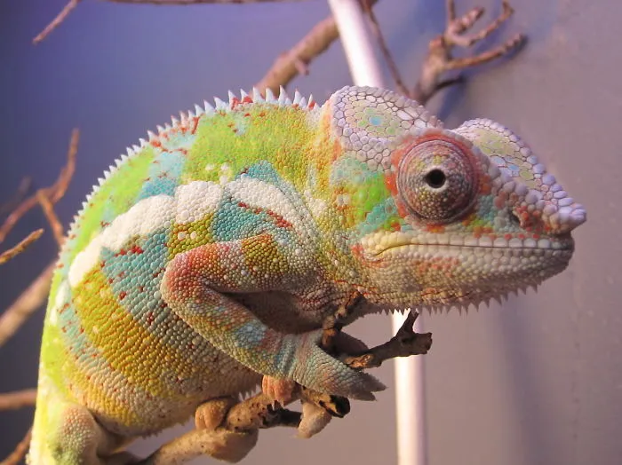 Fischer’s Chameleon