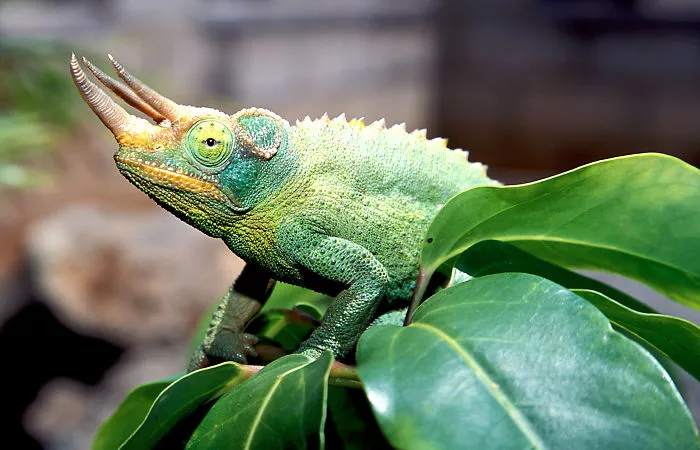 Jackson’s Chameleon