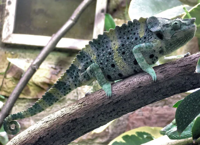 Meller’s Chameleon