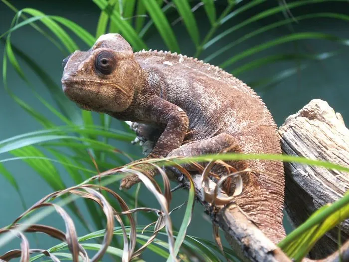 18+ Amazing Pictures Of Beautiful Chameleons.