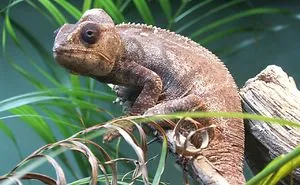 18+ Amazing Pictures Of Beautiful Chameleons.