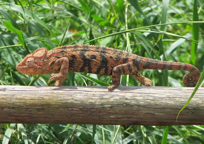 Oustalet’s Chameleon