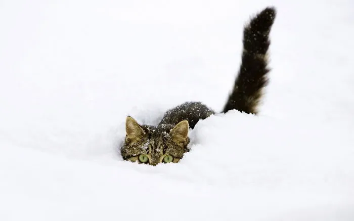 Cat Playing With Snow