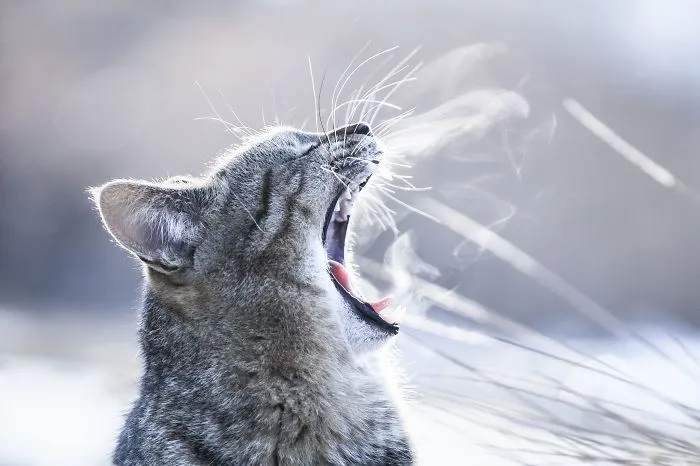 Cat Playing With Snow