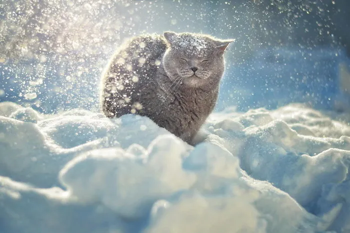 Xx+ Cats Enjoying Winter