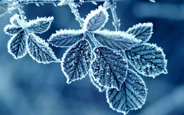 Frozen Leaves