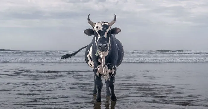 Cows Hit The Beach For Sun, Fun And Surf