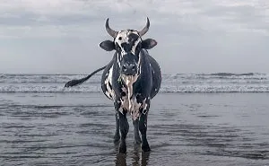 Cows Hit The Beach For Sun, Fun And Surf