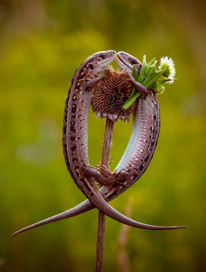 Lizards In Love