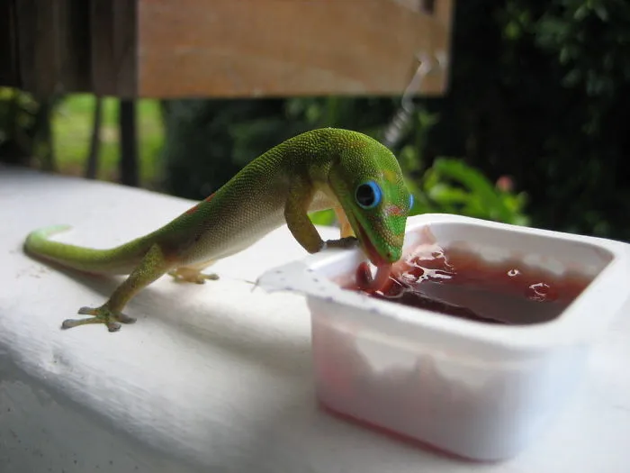 Gecko Likes Bbq Sauce