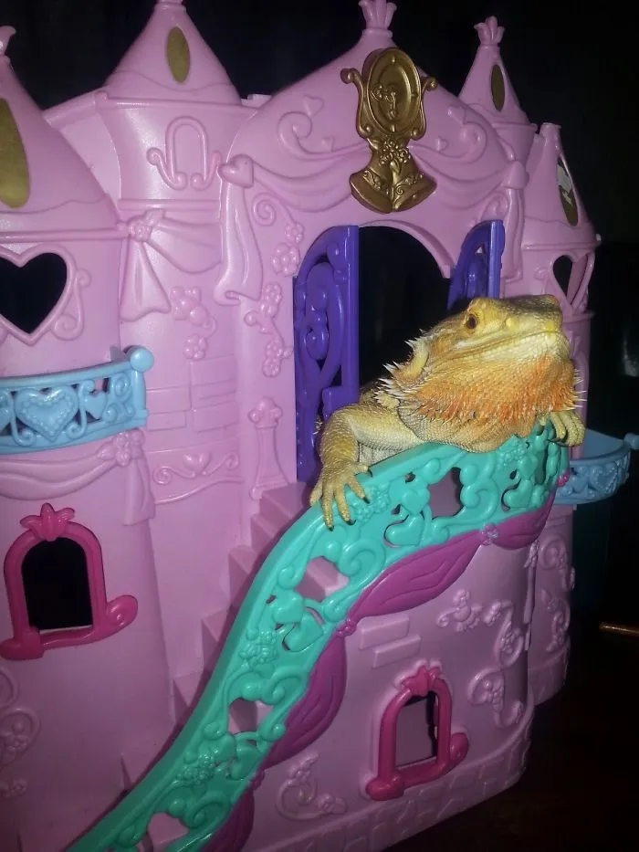 Hello Peasants, I'm A Princess!