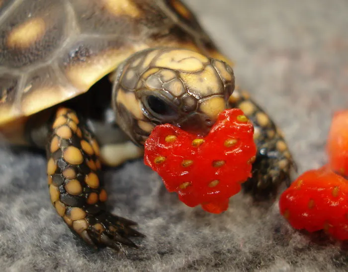Say It With Strawberries