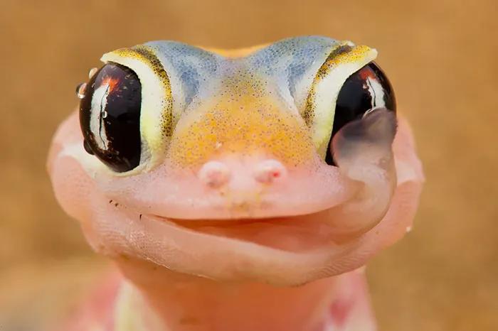 Adorable Smile