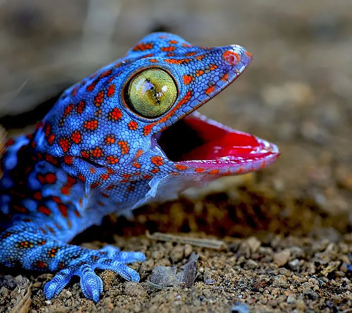 Just A Happy Lil' Gecko