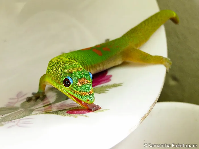Om Nom Nom