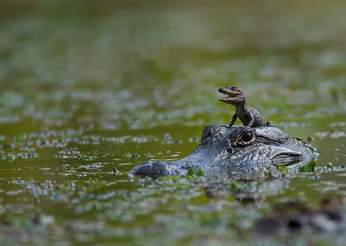 Crocodile Mom Gives The Best Rides