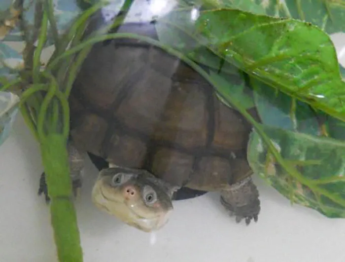 Smiling Turtle