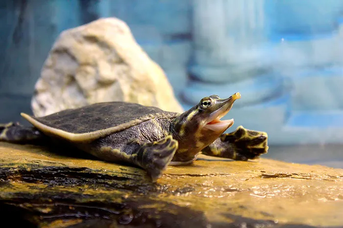 Laughing Turtle
