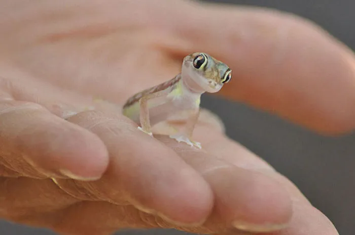 Tiny Gecko