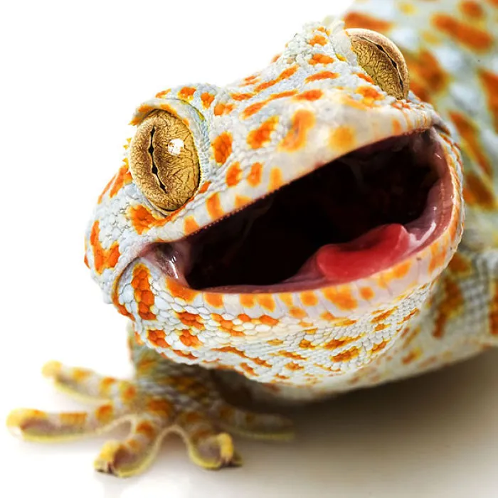 Hello!