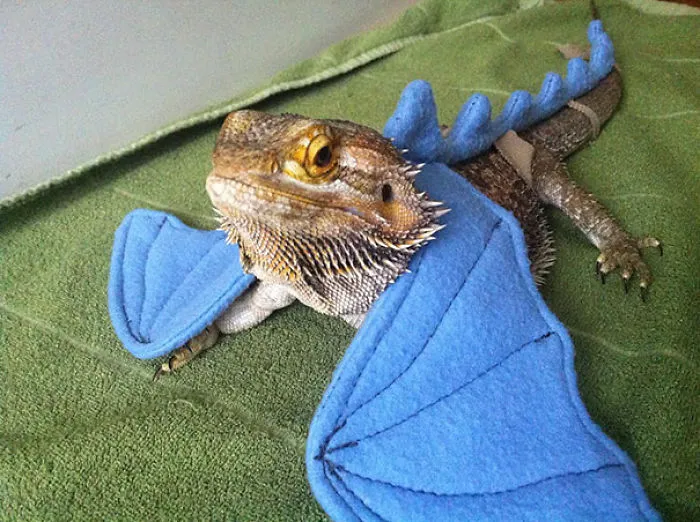 Bearded Dragon