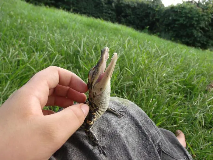 Crocs Also Enjoy Skritches